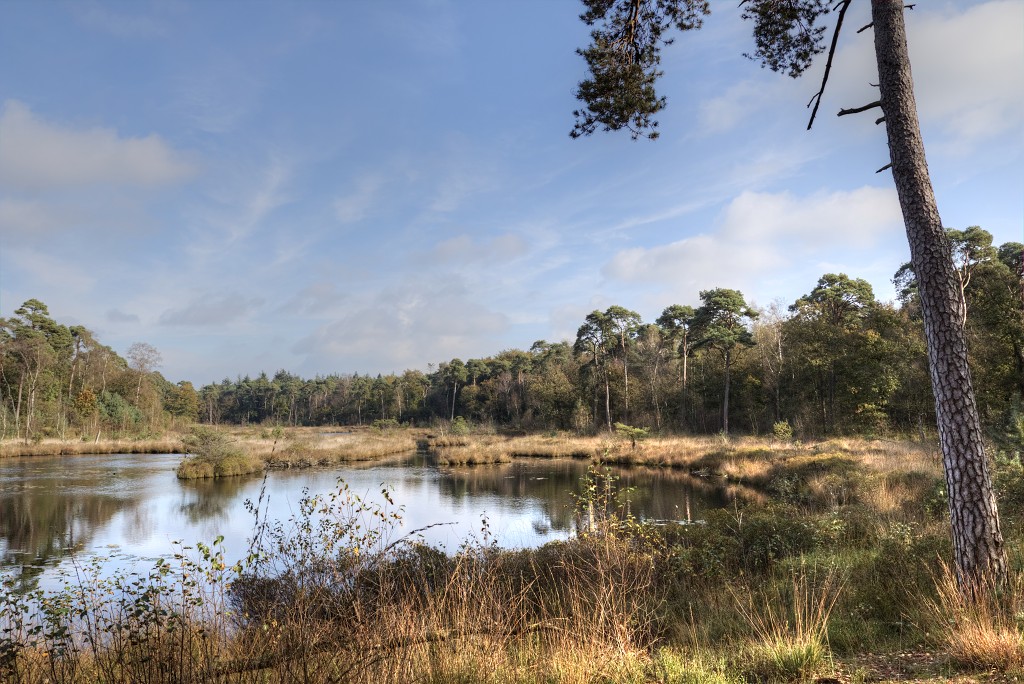 Oisterwijkse Bossen en Vennen Kampina natuurgebied natuur oisterwijk Nationaal park Landschap Het Groene Woud hei heide bossen natuurmonumenten brabant baronie boswachterij dorst
